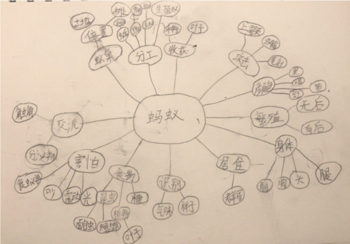 小策展人黄一壹做的蚂蚁思维导图