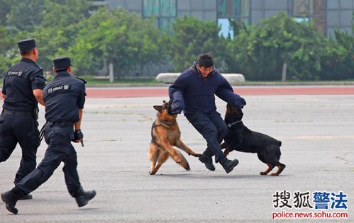警犬处置暴恐分子训练