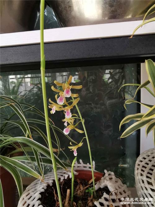 美冠兰,先花后叶的兰!