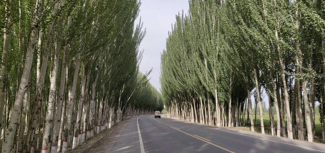 一路上道路是平直的,但是路边没有候车亭,休息亭之类的,只是每个小
