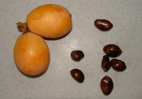 那天,我侄女她们姐弟俩上来玩,吃枇杷的时候,扔的到处都是.