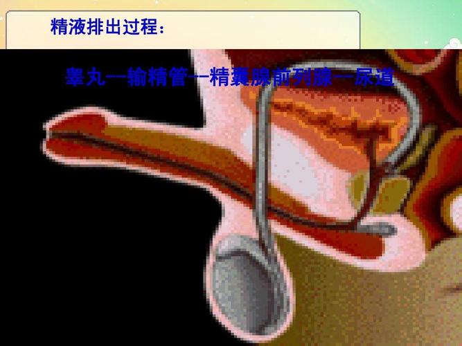 精液排出过程: 睾丸--输精管--精囊腺前列腺--尿道