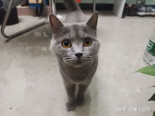 狸花猫蓝猫串串幼崽