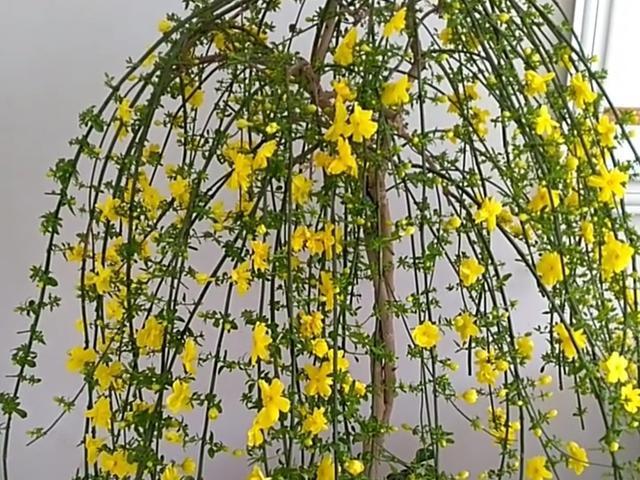 迎春,连翘常弄混,还有一种迎夏花和黄馨花,快来区分一