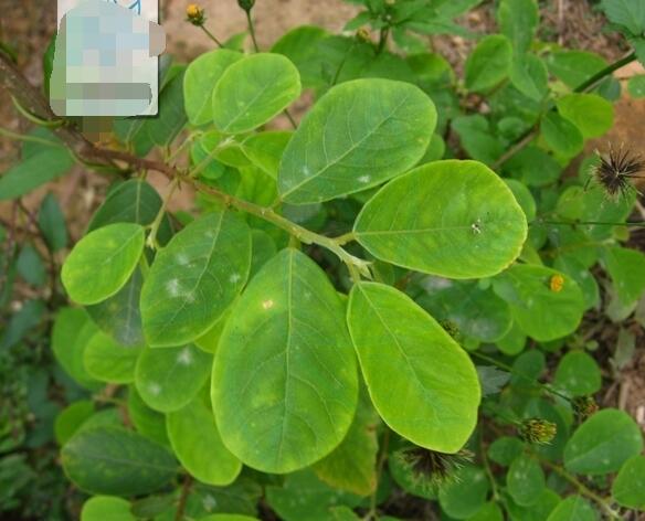 椭圆形的叶子,很茂盛!