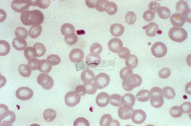 复制分裂的细胞