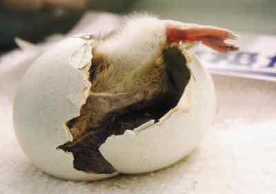 国内新闻 正文   本报讯  经过32天的孵化,12月23日晚,一只企鹅宝宝在