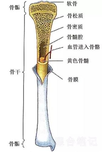 浅析与内固定接骨板相关的医学术语_解剖学