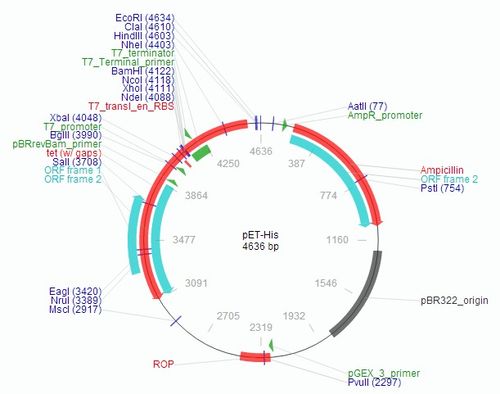 pet-his载体质粒图谱,序列,价格,抗性,测序引物,大小等基本信息