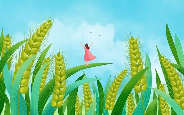 手绘卡通节气小满小麦谷物稻谷小女孩插画海报背景