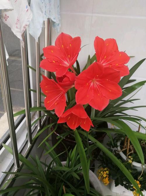 球根花卉紫根兰好看又好养一年开花几次室内盆栽也可以