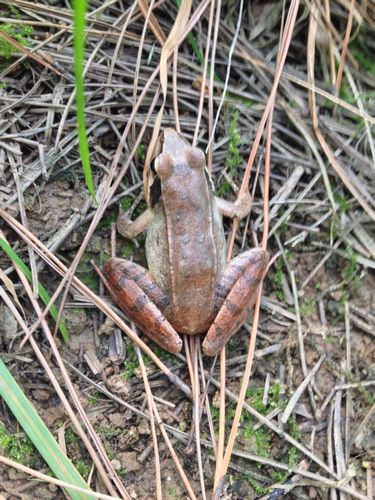 这是什么蛙类?可以吃么?