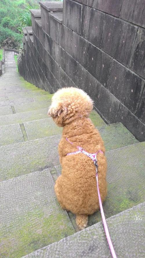 这只泰迪也太胖了!
