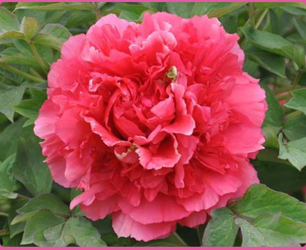 牡丹霓虹焕彩洛阳牡丹花花苗花苞花盆带原发货花卉