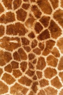 豹纹 长颈鹿纹 手机壁纸锁屏 性感 聊天背景