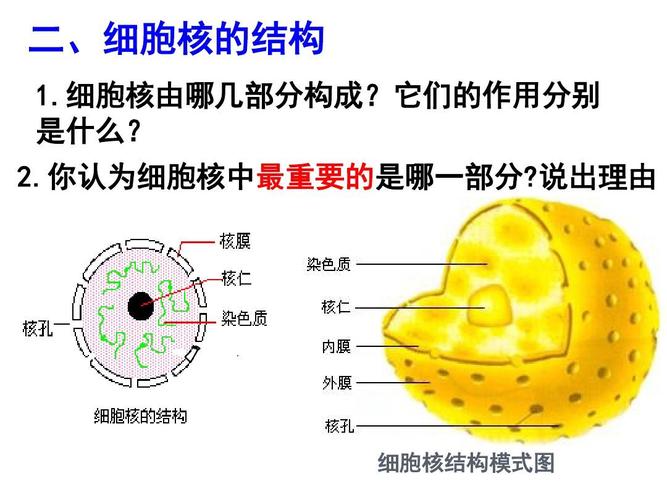细胞核结构模式图
