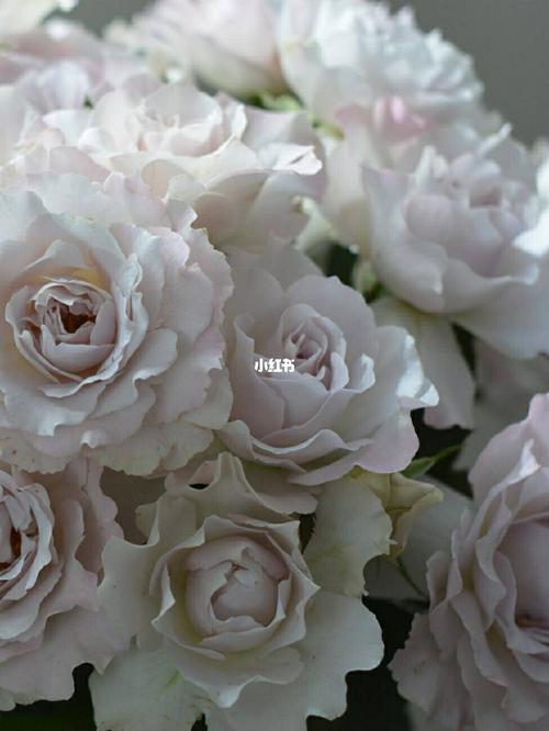 河本月季 | 莎菲_秘密花园_粉紫色_饰品_我的秘密花园