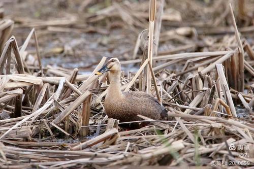 雁形目,鸭科;其数量非常多,是多种野生鸭类的通俗名称,有十余个种类