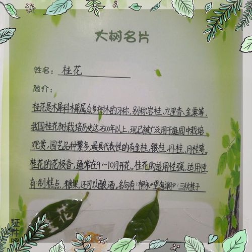孩子们带着周末查好的资料,到校园中收集树叶,开始为大树制作名片