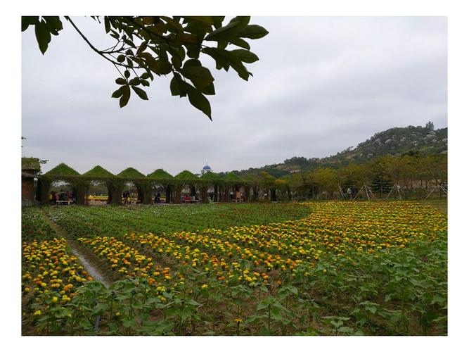 丹樱生态园景色怡人是名副其实的花海也是婚纱拍摄基地但是丹樱的美食