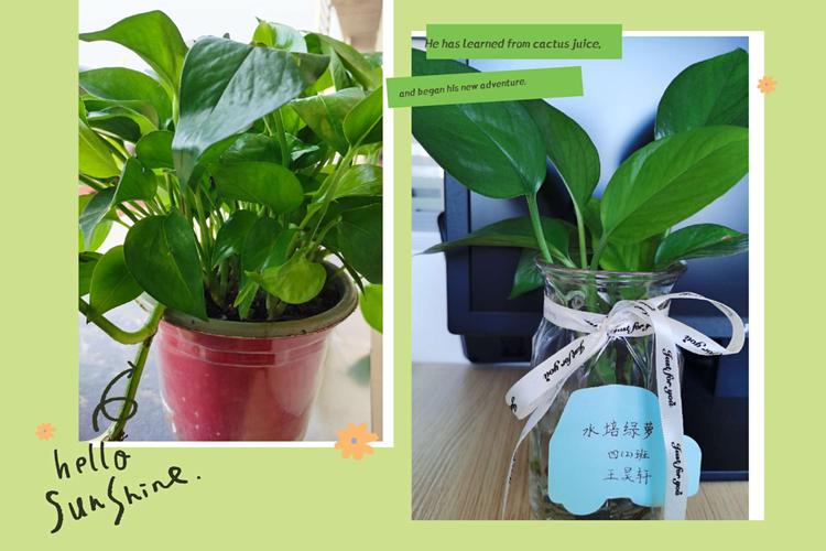 小小绿植,大大梦想———四(2)班王昊轩水培绿萝观察记录