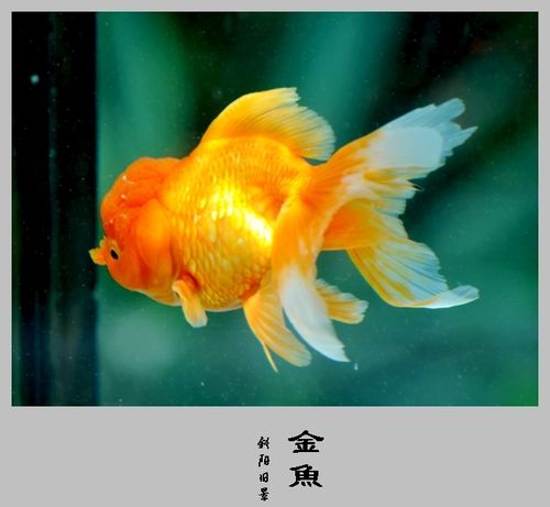 【金鱼摄影图片】广州动物园生态摄影_斜阳旧景_电脑