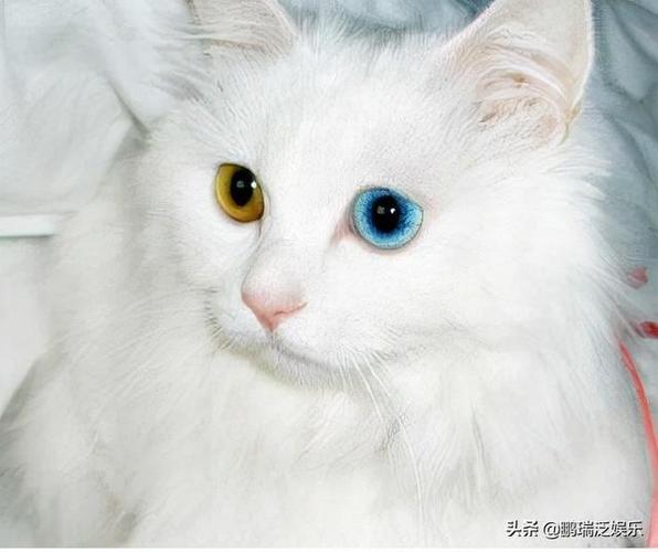 盘点世界十大颜值最高的猫咪|布偶猫|家猫|波斯猫