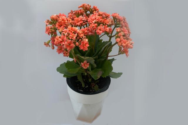 测试407长寿花2021年一个新品种长寿花复色玫瑰叶较好看