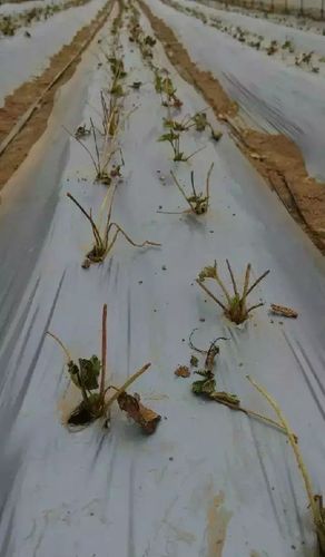 夏秋草莓种植经验分享