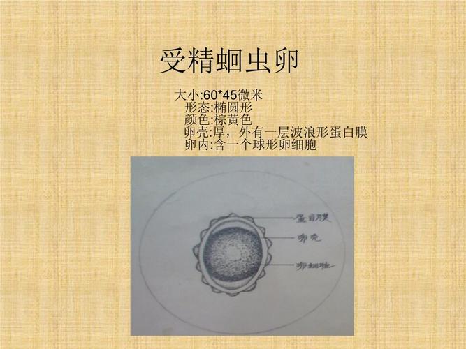 受精蛔虫卵精编版课件.ppt 20页