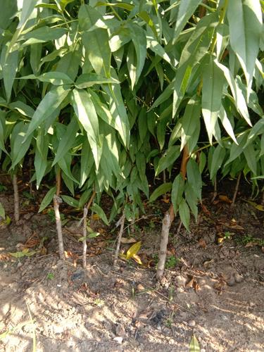 帅师香桃苗 1~1.5米