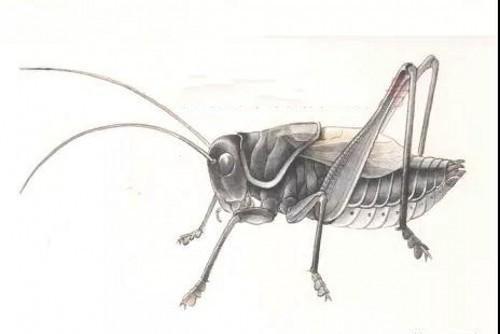 国画教程短翅雄蝈蝈的工笔画法步骤分解