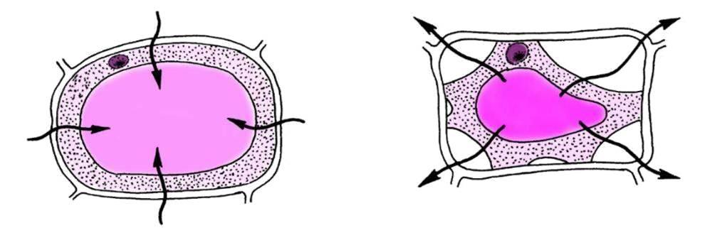 植物细胞吸水和失水的原理