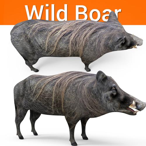 3d wild boar