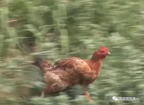 两只公鸭成天追着殴打一只母鸡最后居然被爱情感化了