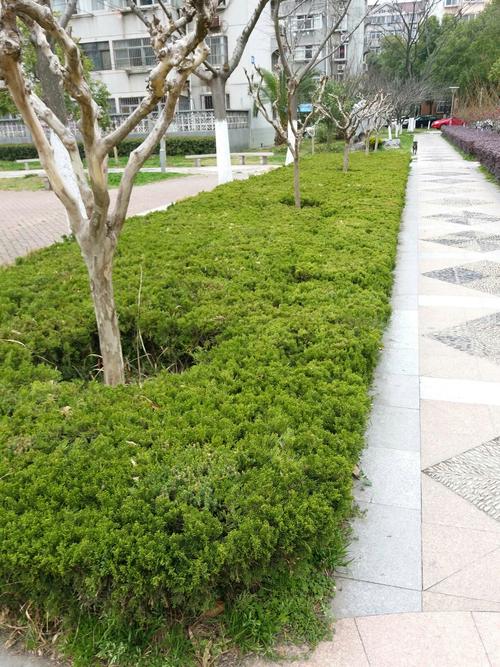 南京市雨花台区梅山街道梅岭社区梅苑小区各景点及花木灌木等.