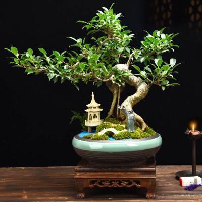 要想榕树盆景美,几点管理耍起来