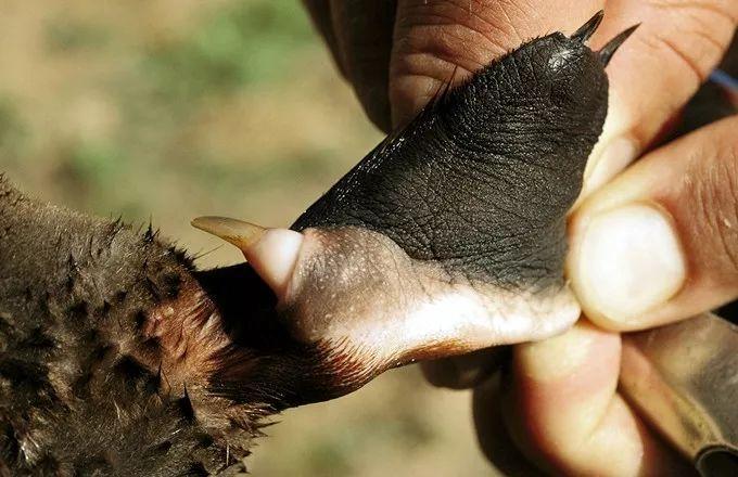 嘴巴是后装上的?既下蛋又哺乳,且有毒,颠覆哺乳类印象的鸭嘴兽