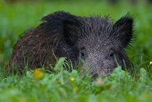 野猪(偶蹄猪属哺乳动物)