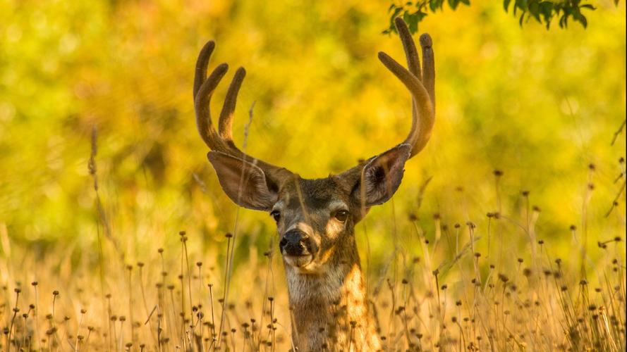 雄鹿电脑壁纸_森林里生活的雄鹿