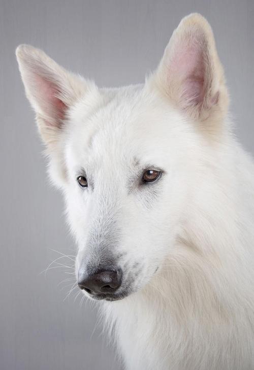 抱着树干的可爱边境牧羊犬狗狗图片15