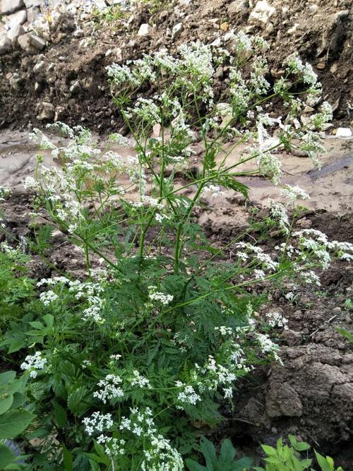 首页 植物物种卡 草本 > 正文    种名(中): 蛇床子 学名(拉丁)