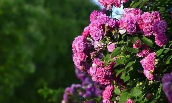 五月蔷薇花开,颜色鲜艳美丽,比月季玫瑰好养,花枝自动爬满墙