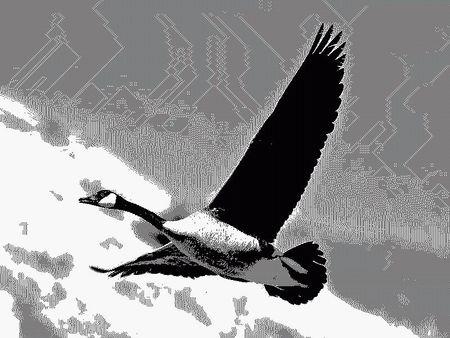 关于大雁的素描,不要太复杂