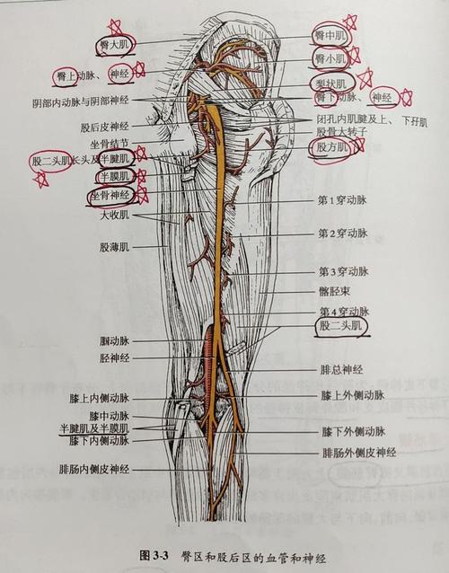 3.股前区(肌肉血管及神经)