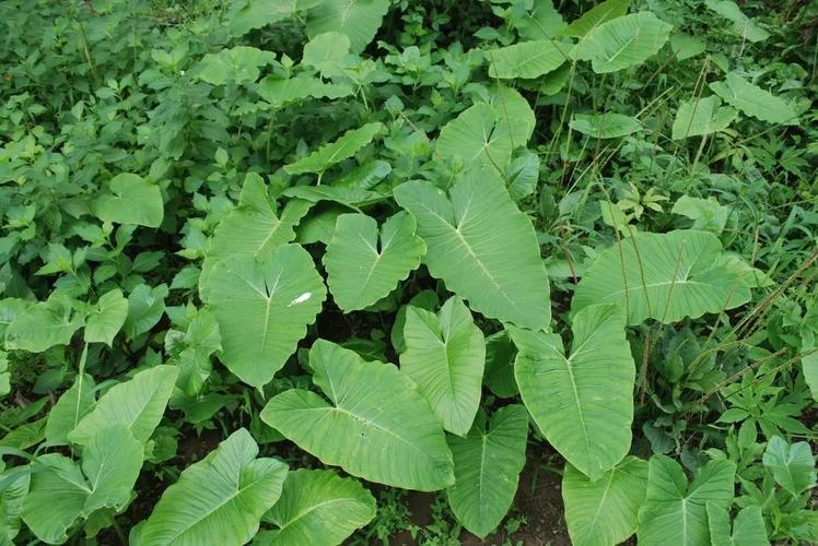 白附子的几种间作栽培模式