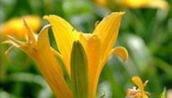 邵东黄花菜