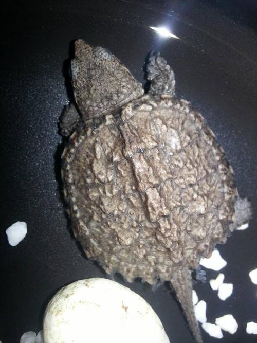 小鳄龟是在脱皮吗?看他尾巴