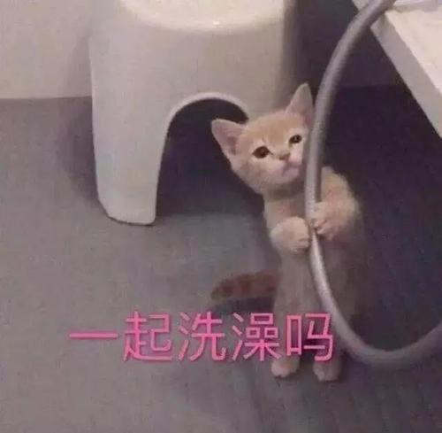 还有一种说法是,猫咪偷看洗澡是因为自己被主人洗过澡,所以也想帮主人