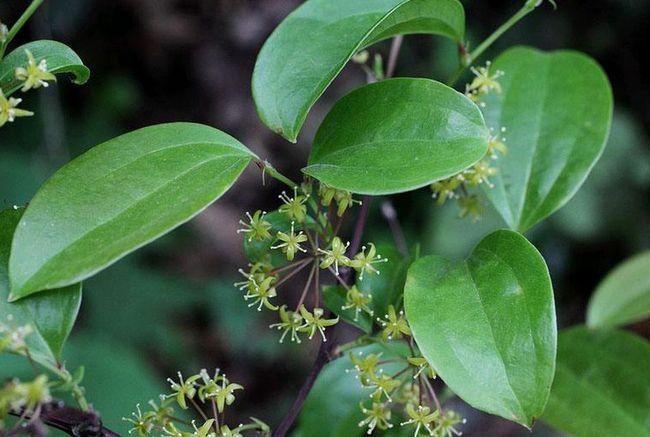 金刚藤的原植物有哪些?